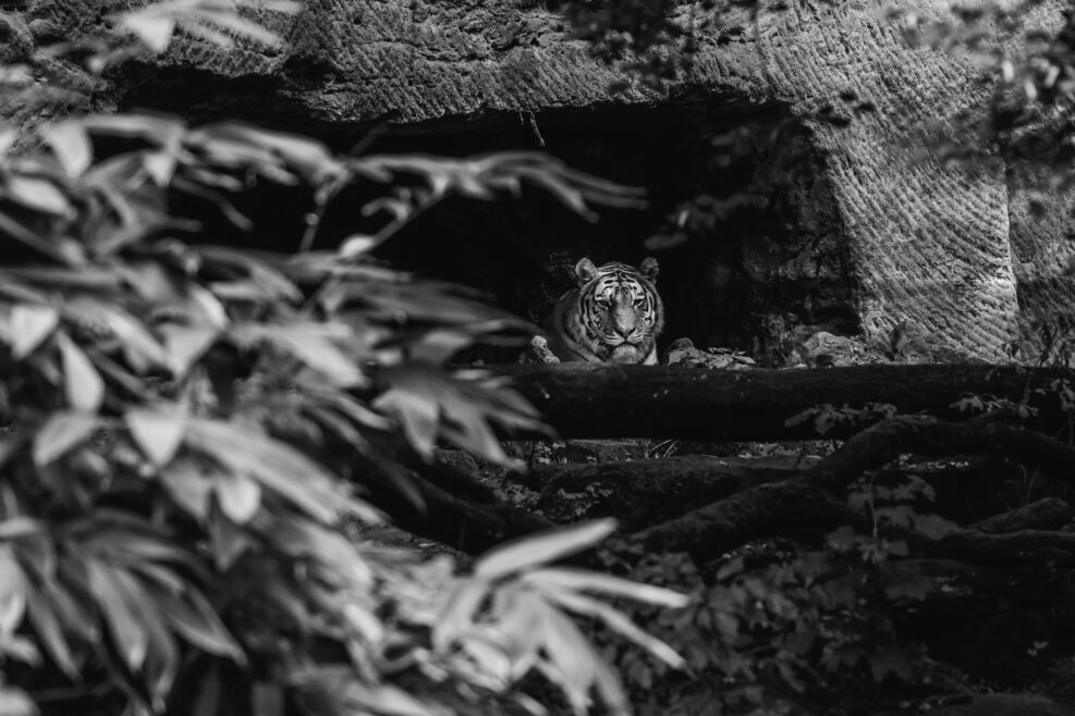 Tiger in einer Höhle Nürnberg Zoo